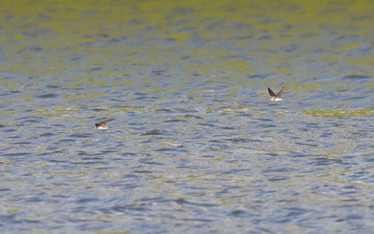 Bank Swallow - ML28728051