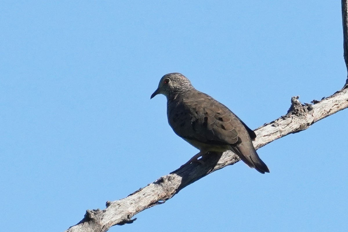 Common Ground Dove - ML287280711