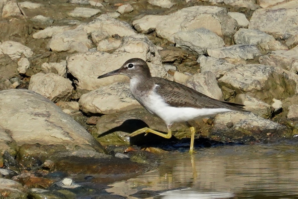 Spotted Sandpiper - ML287281171