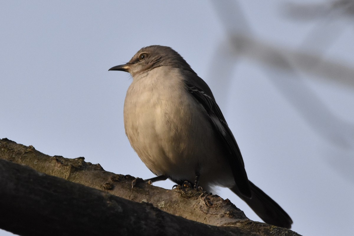 Northern Mockingbird - Julien Amsellem