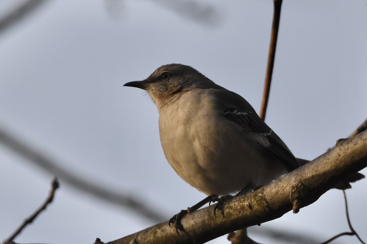 Northern Mockingbird - ML287281231