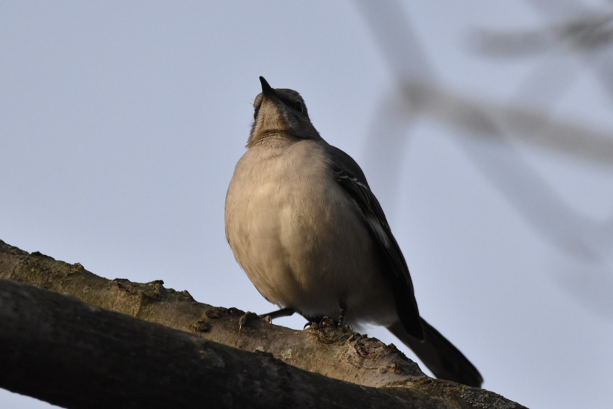 Northern Mockingbird - ML287281241