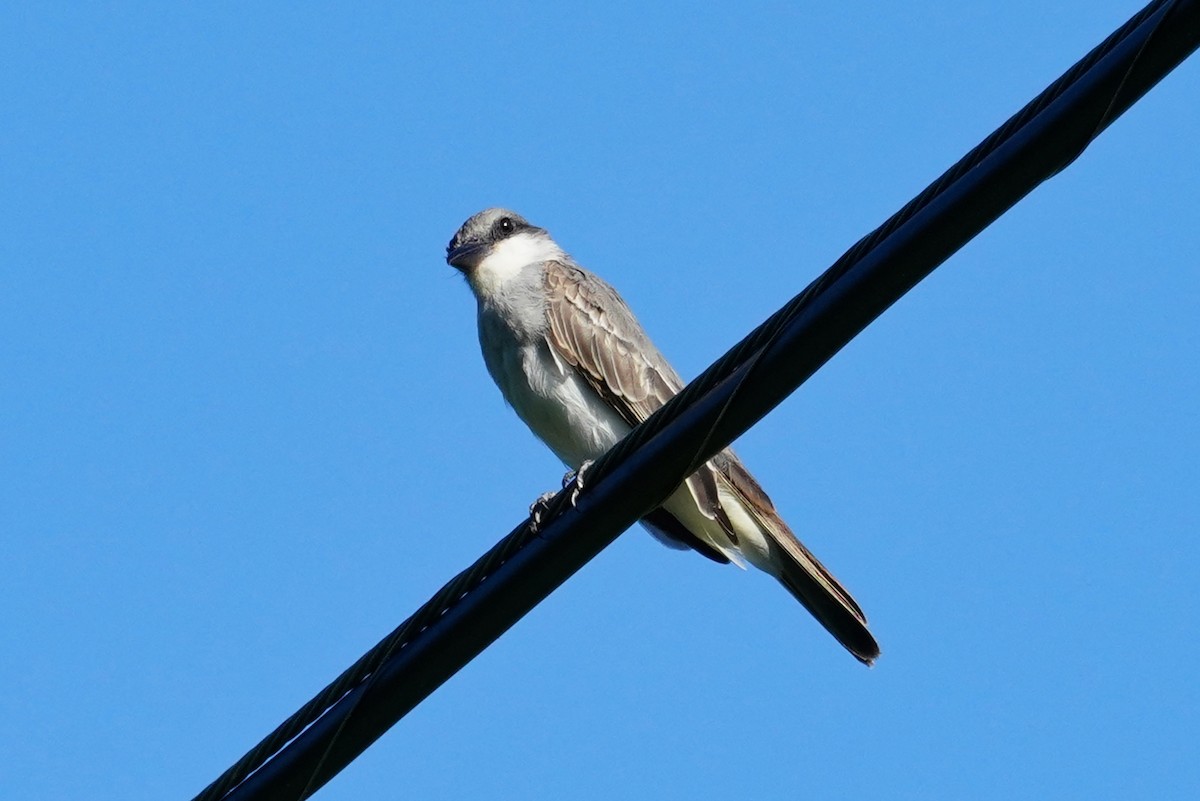 Gray Kingbird - ML287281311