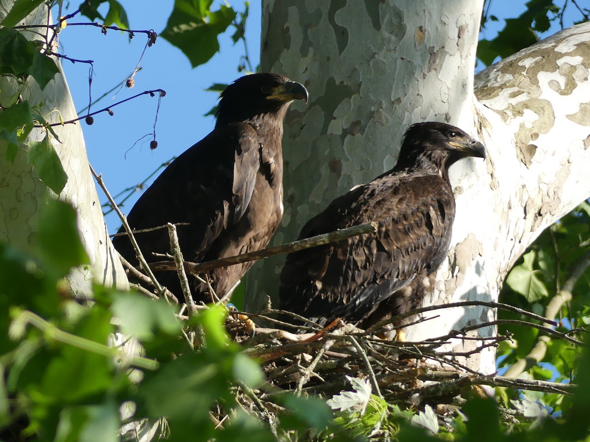 Bald Eagle - ML287282411