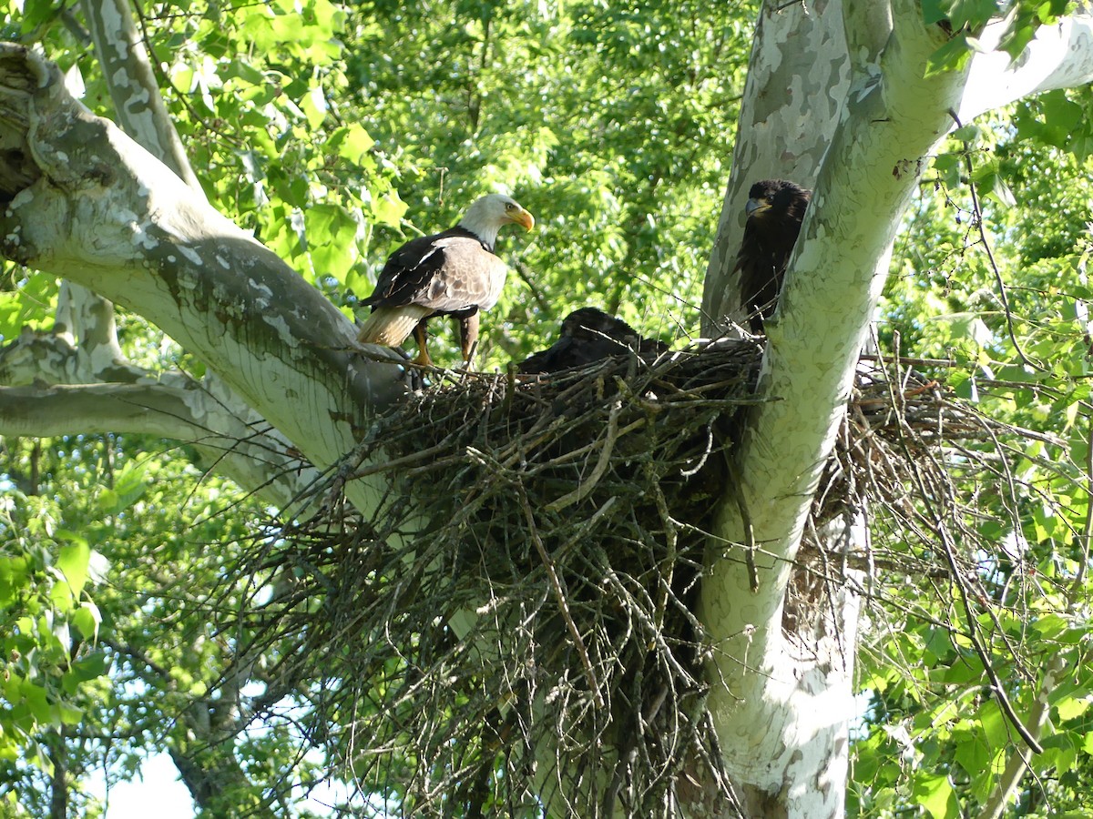 Weißkopf-Seeadler - ML287282421