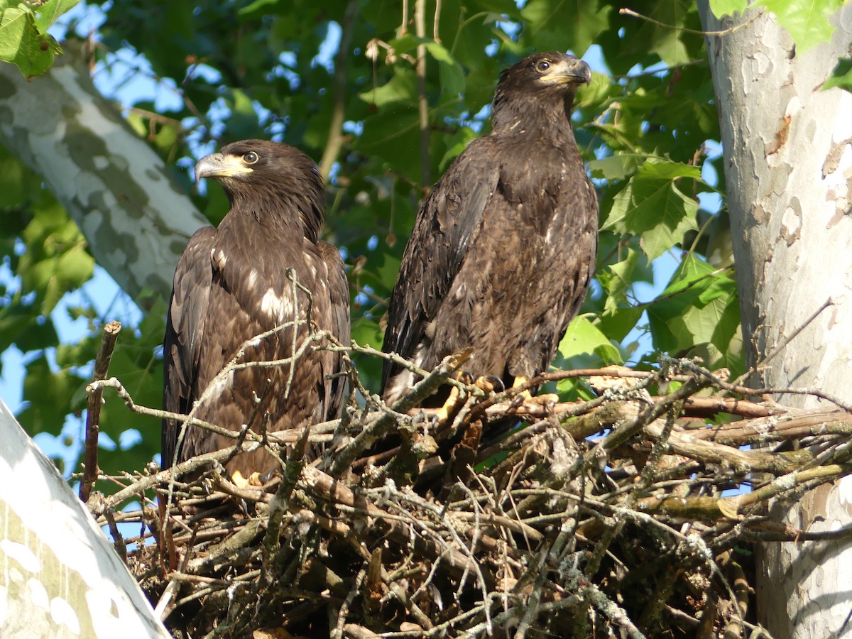 Bald Eagle - ML287282441