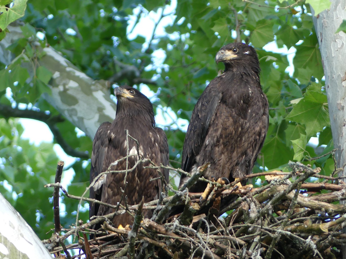 Bald Eagle - ML287282521