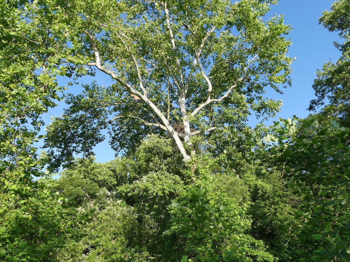 Bald Eagle - Stefan Gleissberg