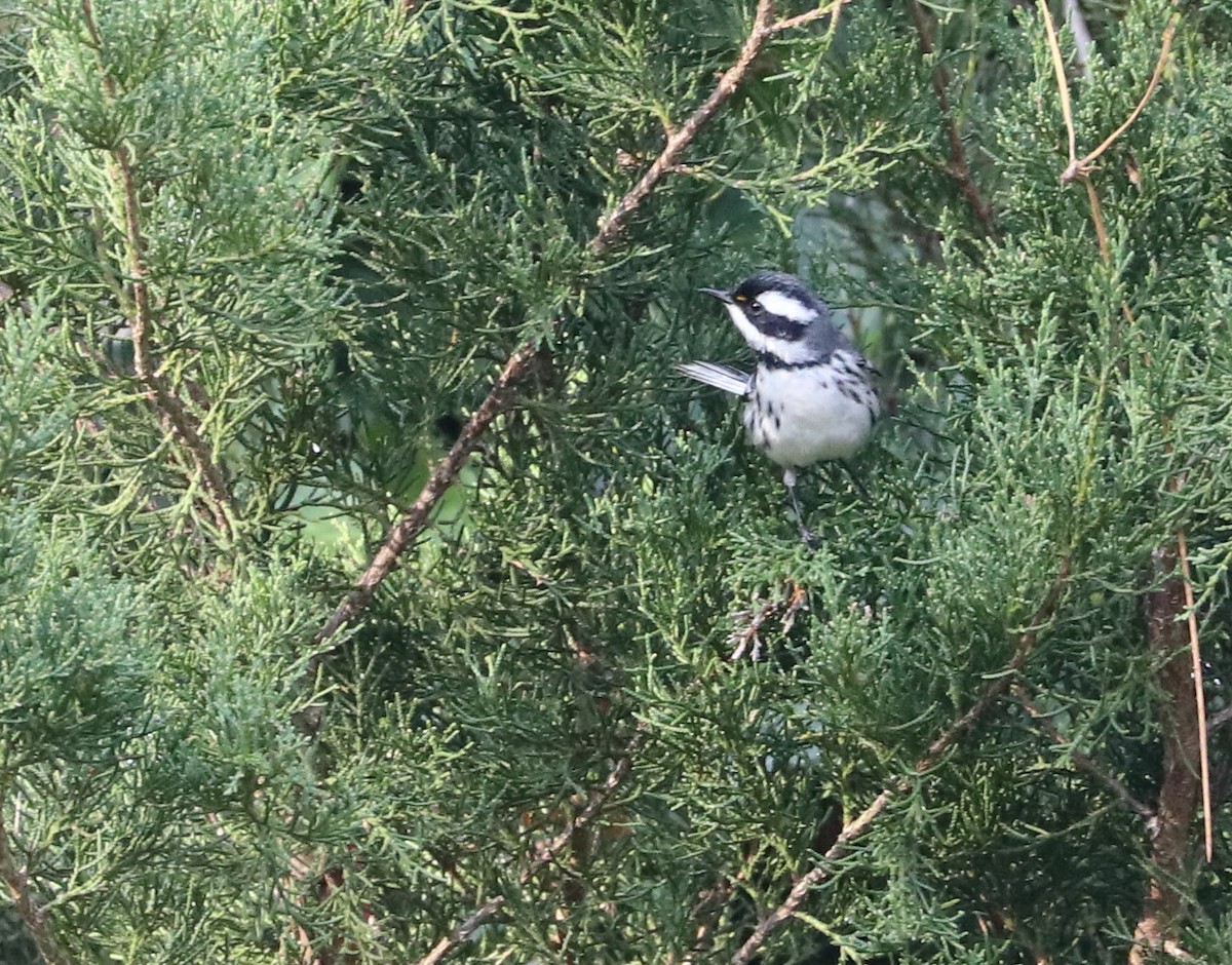 Black-throated Gray Warbler - Drew Chaney