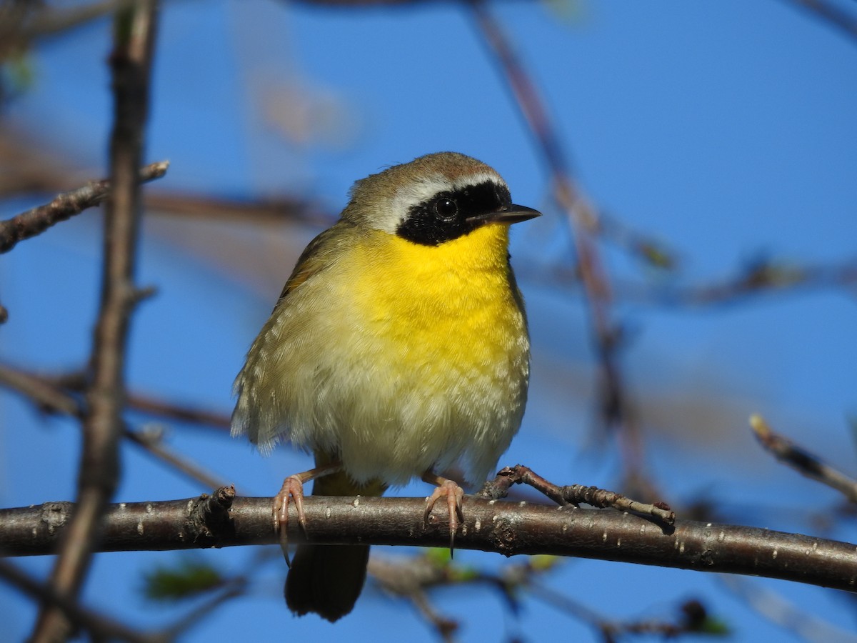 Common Yellowthroat - ML28728601