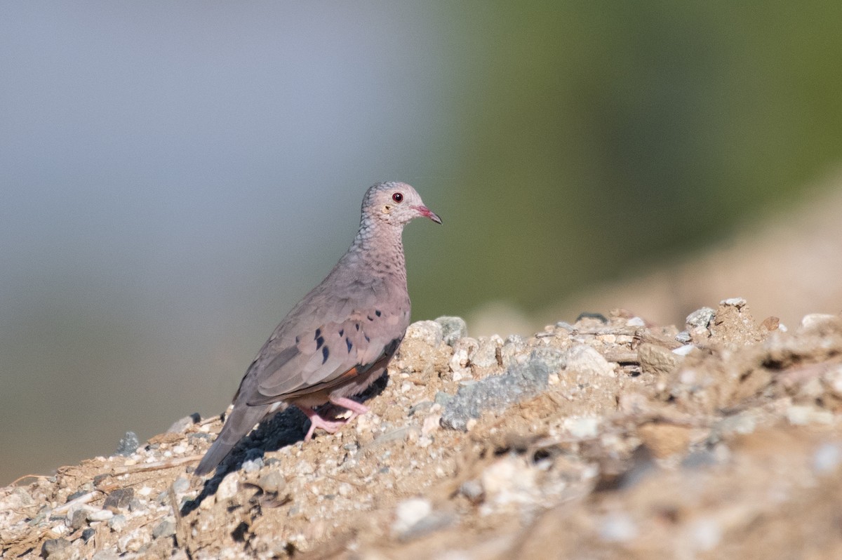 Common Ground Dove - ML287287001