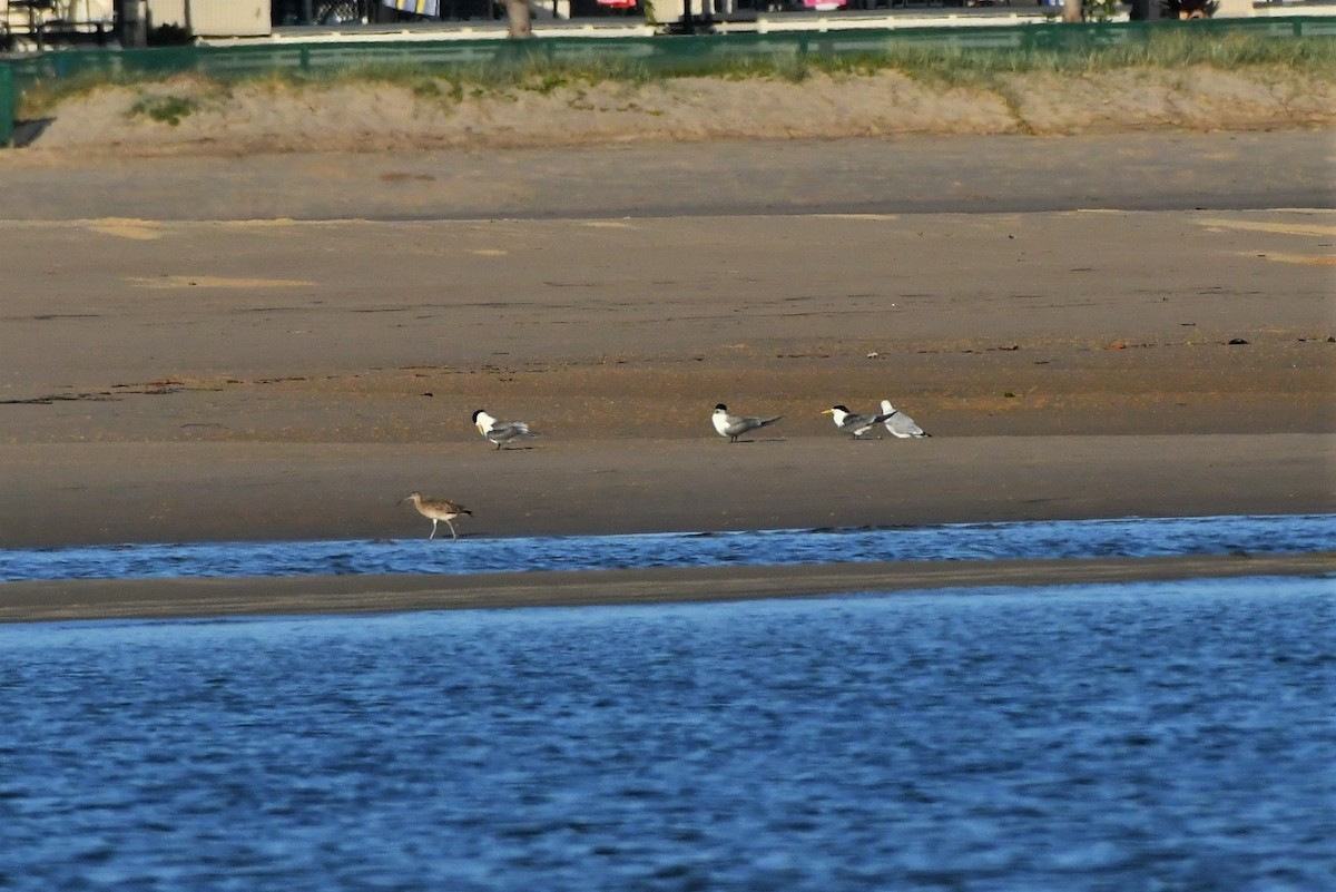 Courlis corlieu (variegatus/rogachevae) - ML287287601