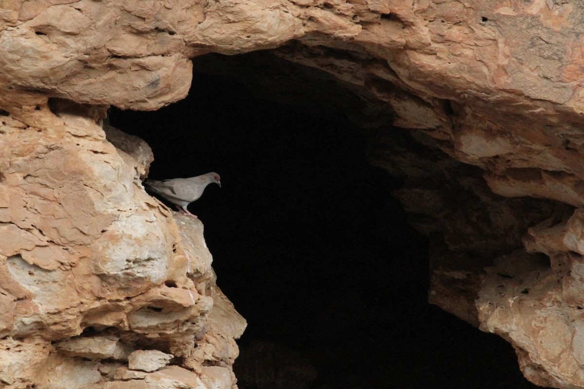 Somali Pigeon - ML287287681