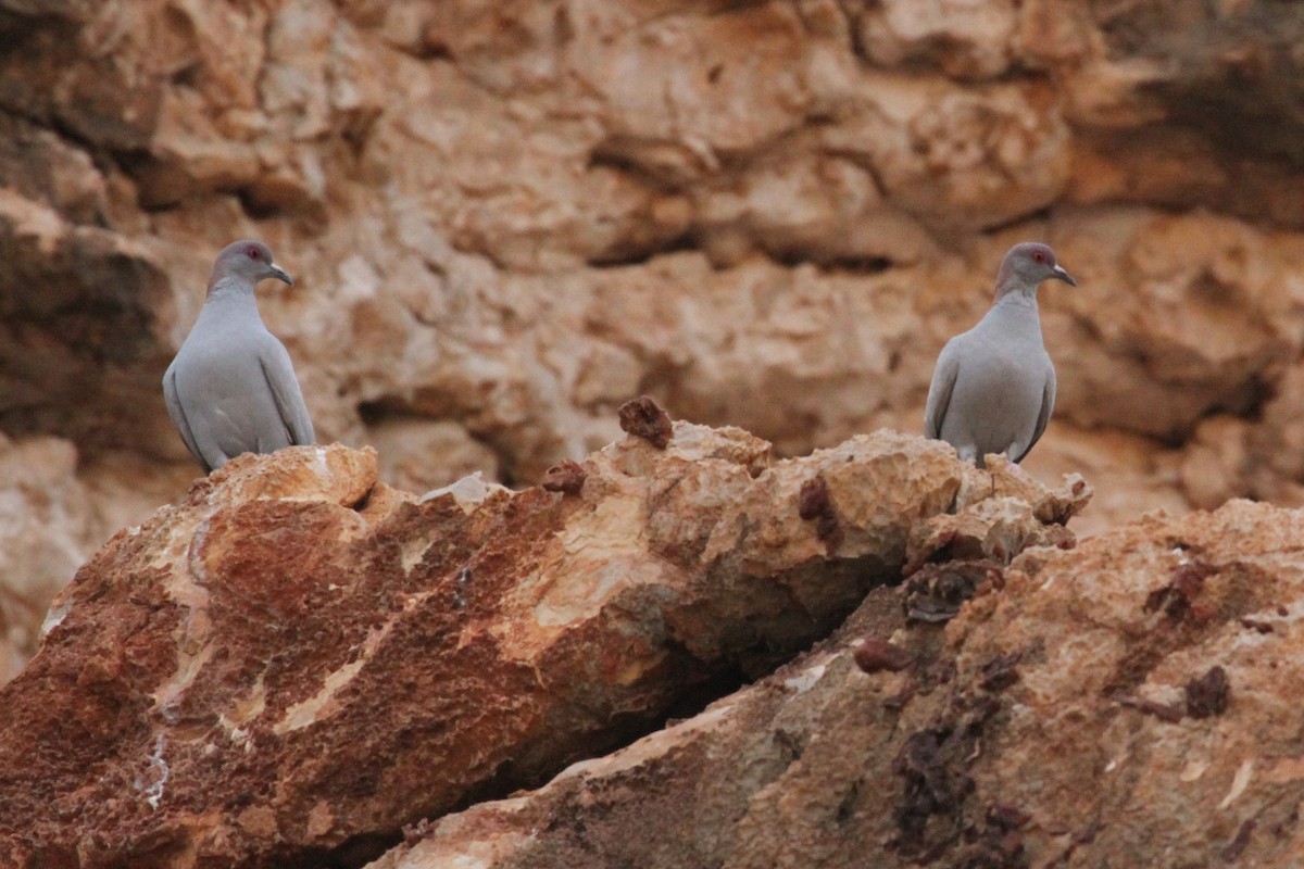 Somali Pigeon - ML287287771