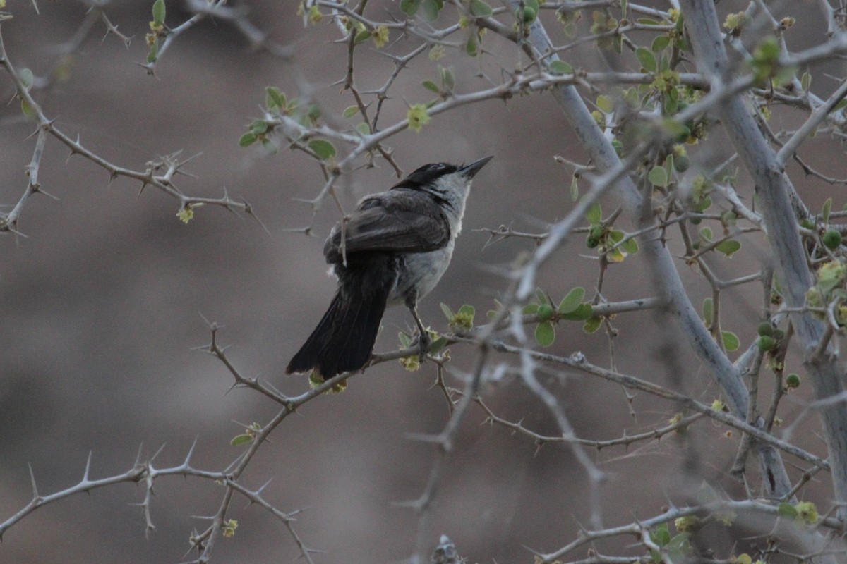 Arabian Warbler - ML287287971