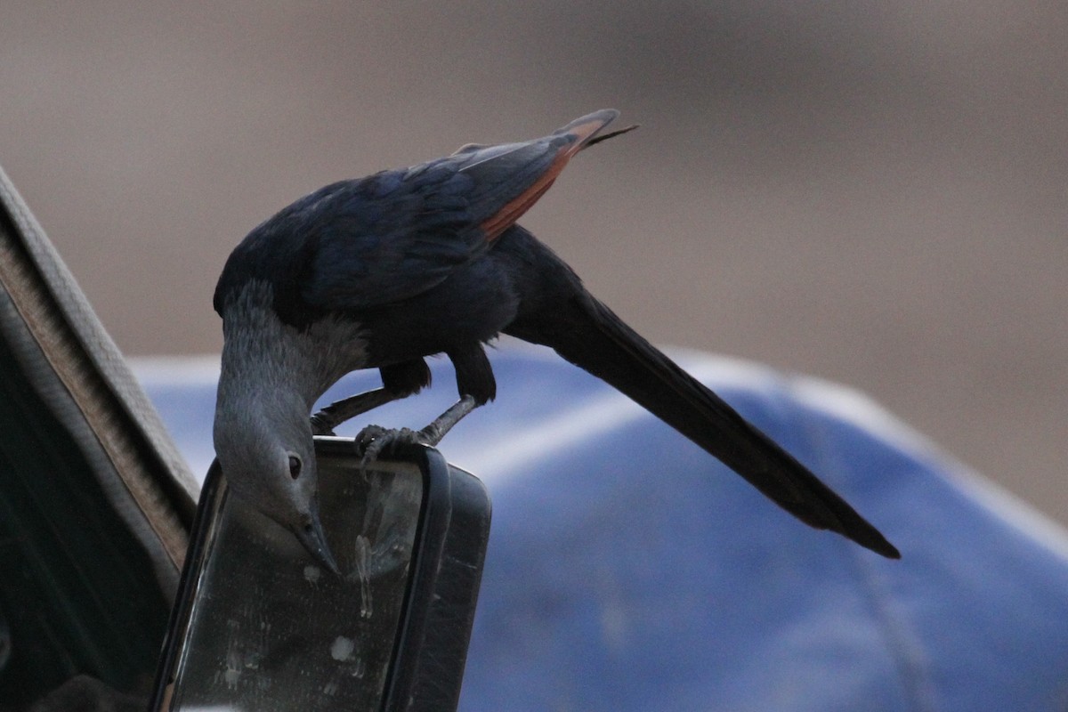 Somali Starling - ML287288071