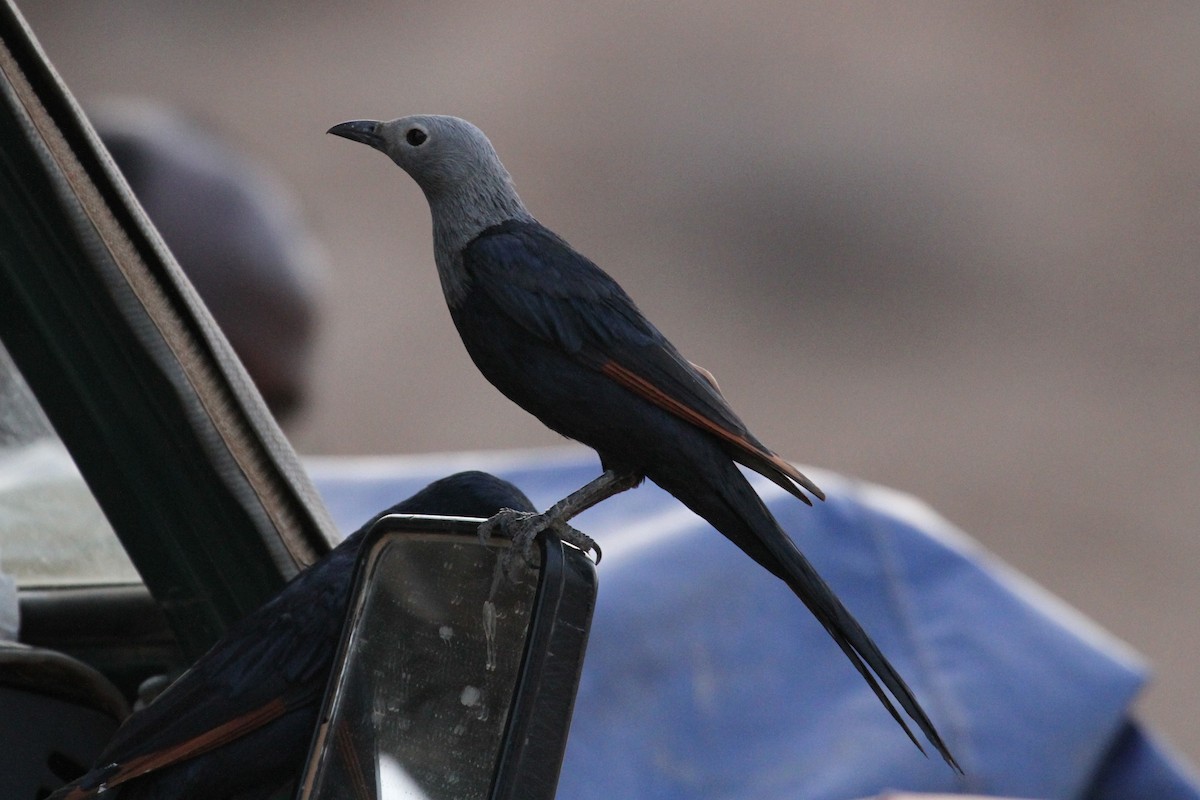 Somali Starling - ML287288141