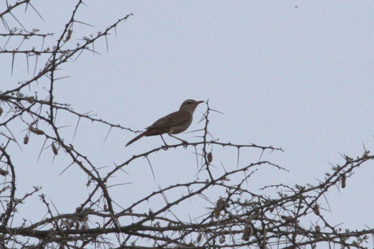 Rufous-tailed Scrub-Robin - ML287288151