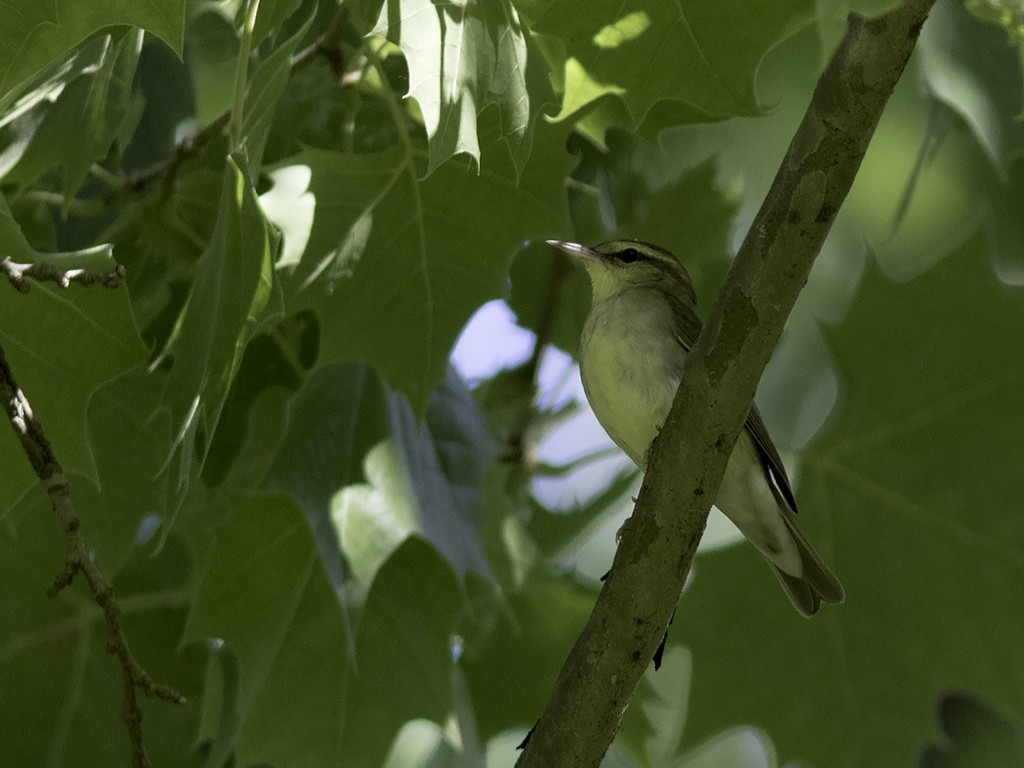 Swainson's Warbler - jerry amerson