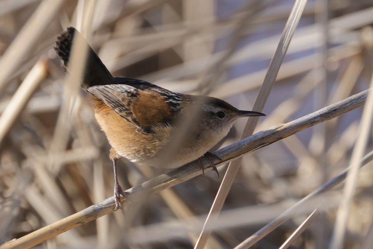 Marsh Wren (palustris Group) - Tim Lenz