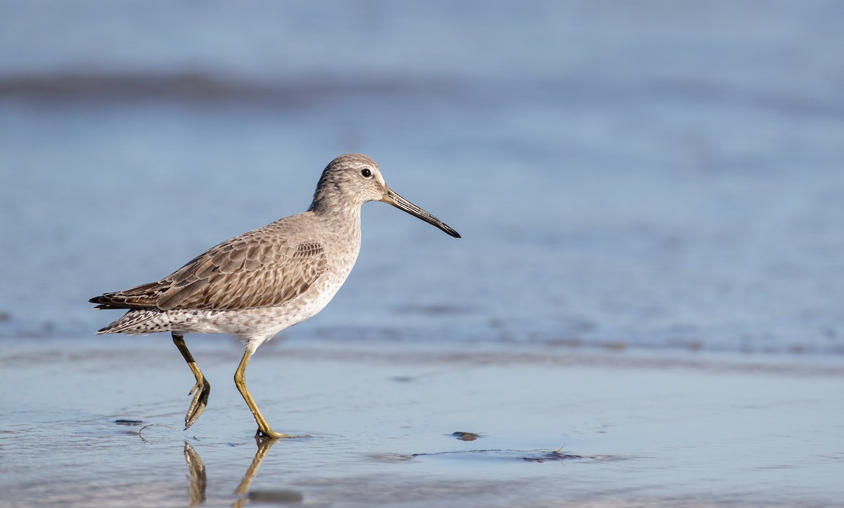 Short-billed/Long-billed Dowitcher - Ian Davies