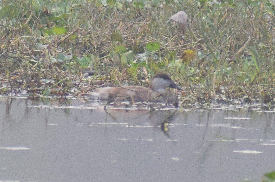 Red-crested Pochard - ML287291811