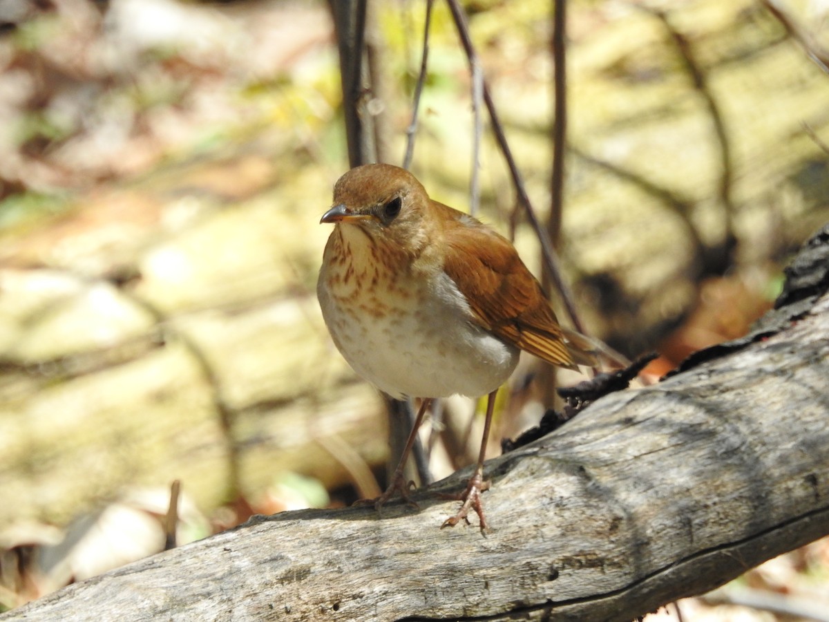 Veery - ML28729191