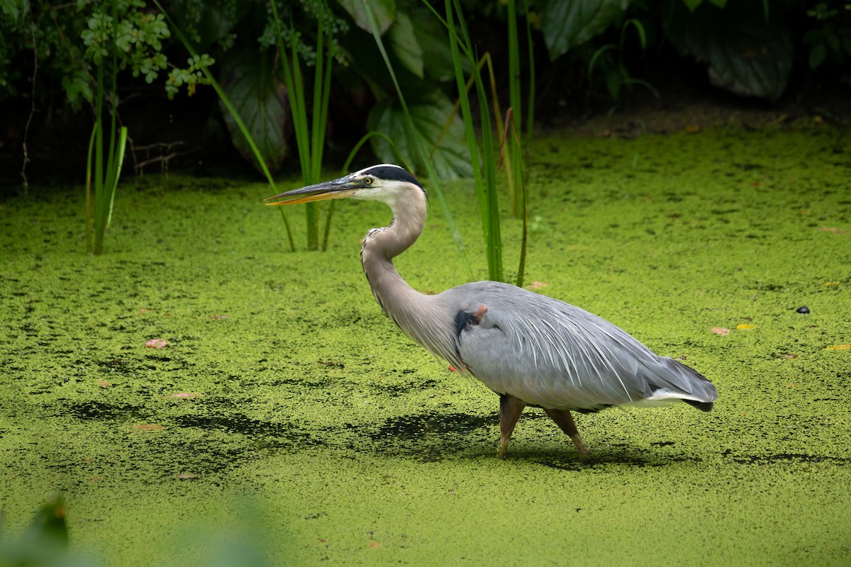 Great Blue Heron - ML287292381
