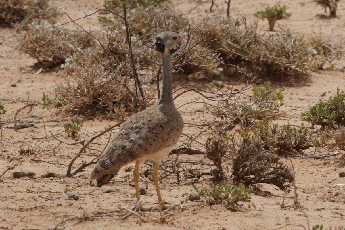 Little Brown Bustard - ML287292611