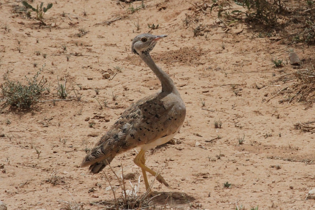 Little Brown Bustard - ML287292681