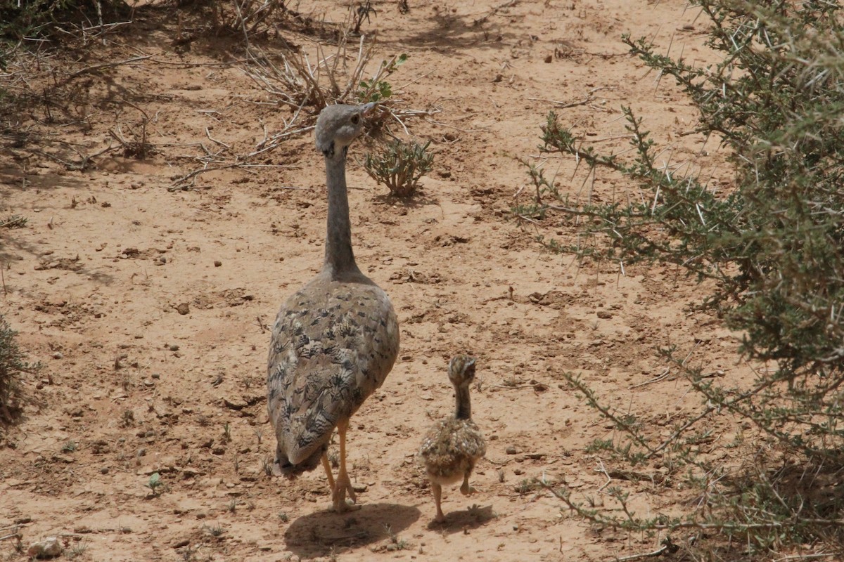 Little Brown Bustard - ML287292801