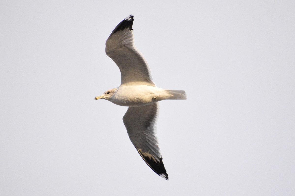 California Gull - Eli Anderson