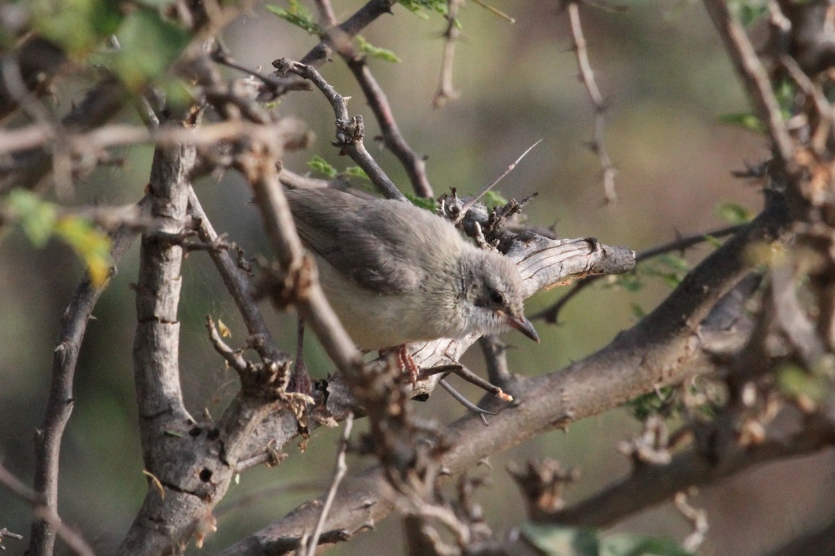 Short-billed Crombec - ML287293241