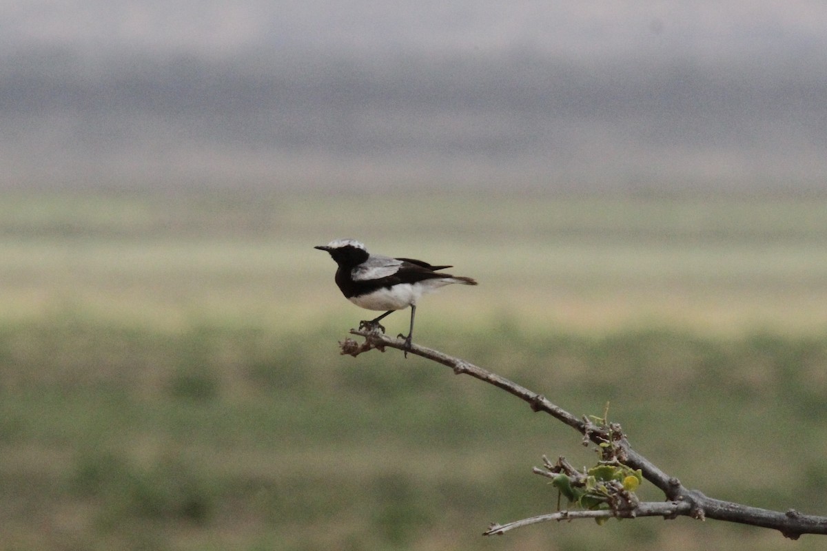 Somali Wheatear - ML287293891