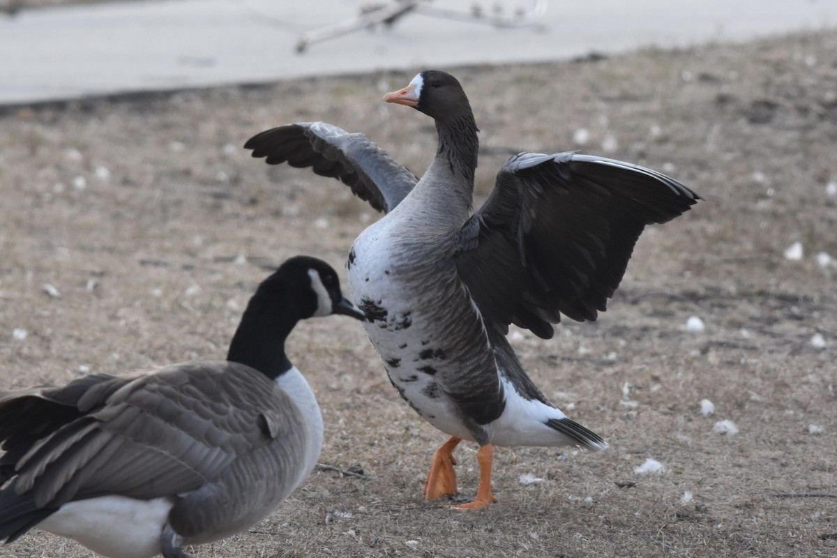 Greater White-fronted Goose - ML287293921