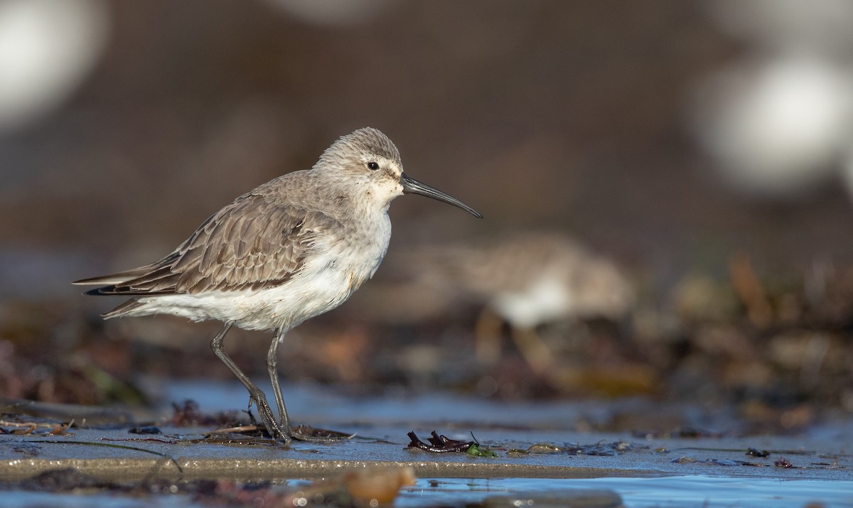 Curlew Sandpiper - Ian Davies