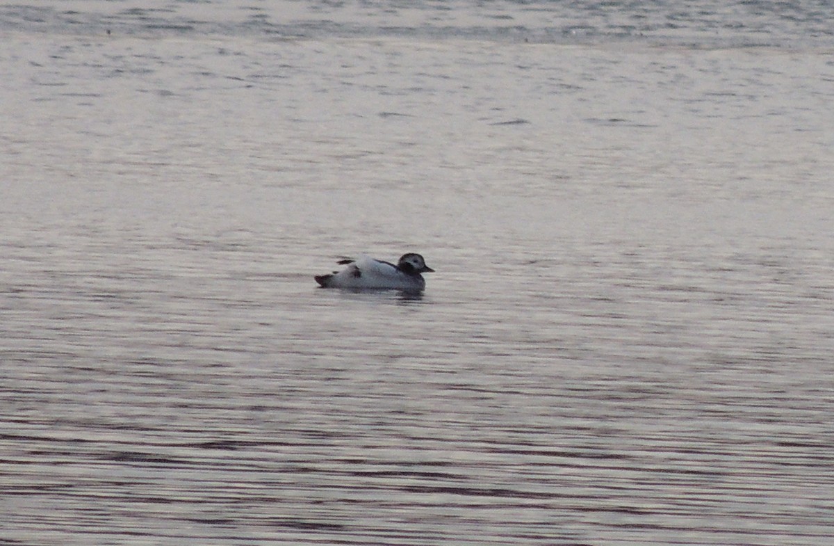 Long-tailed Duck - Paul & Koni Fank