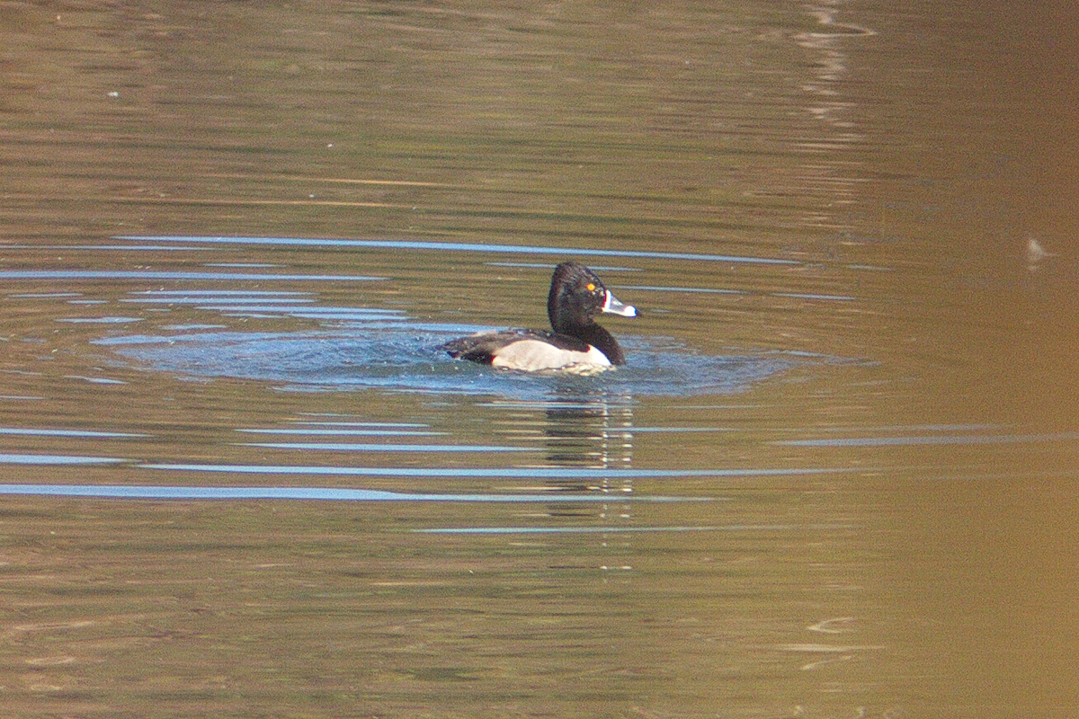 Ring-necked Duck - Stan Chapman