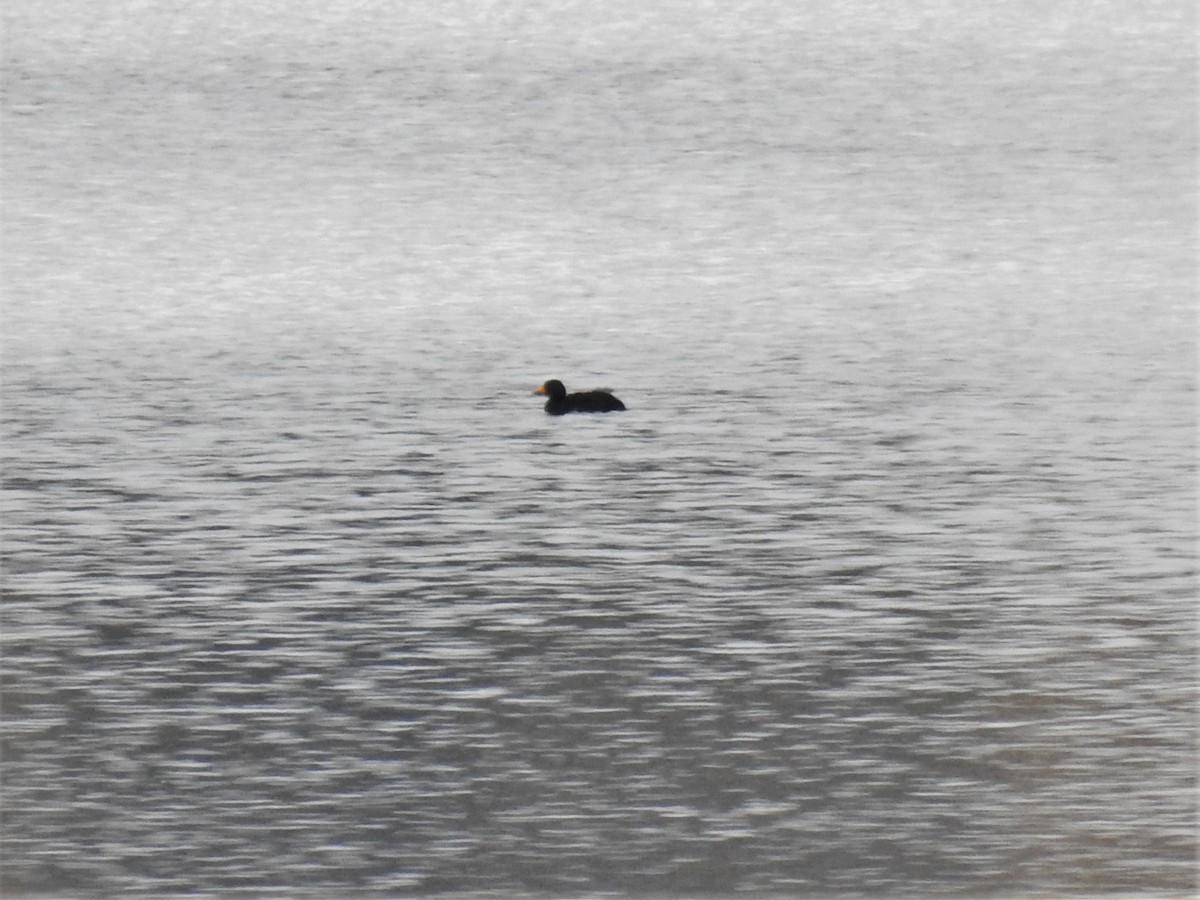 Black Scoter - ML287297761