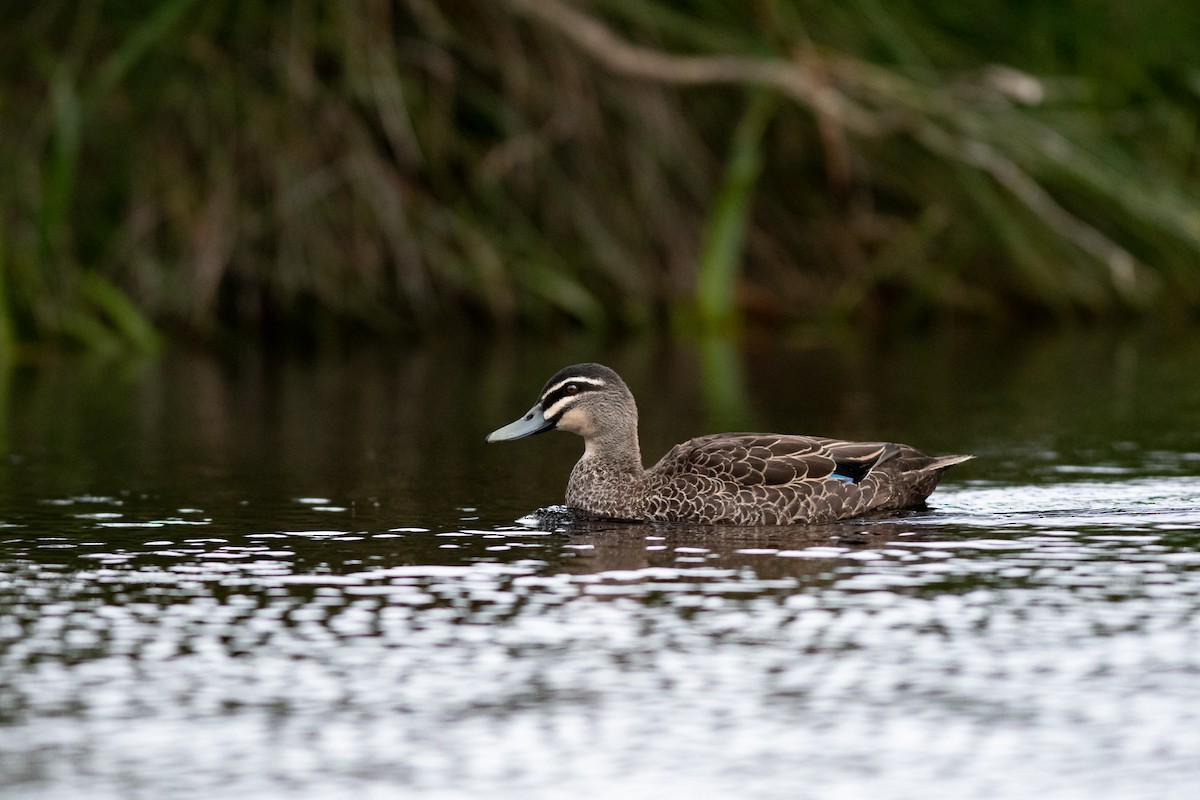 Pacific Black Duck - ML287298491