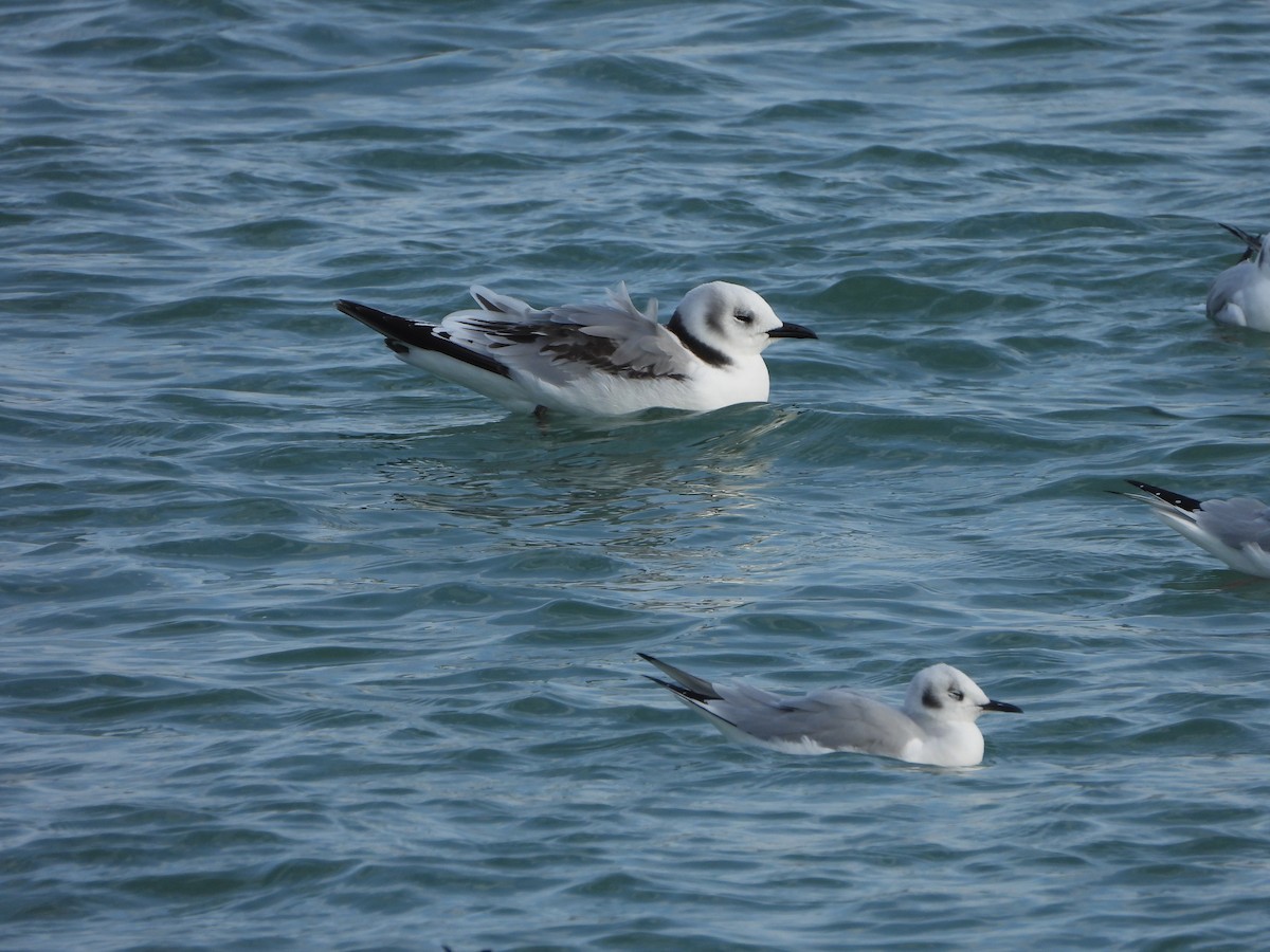 Black-legged Kittiwake - Marcie  Jacklin