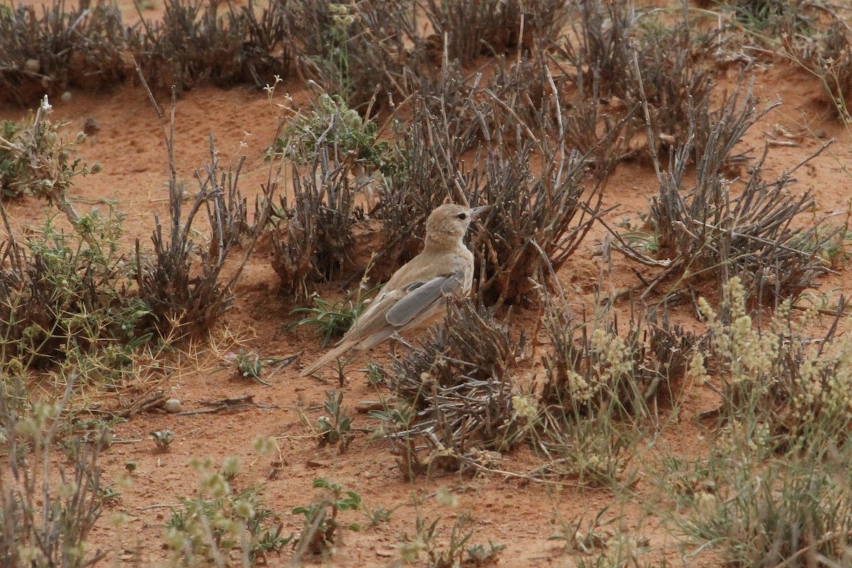 Lesser Hoopoe-Lark - ML287299031