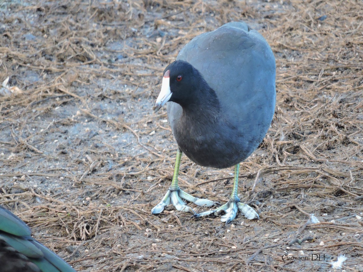 American Coot - ML287299581