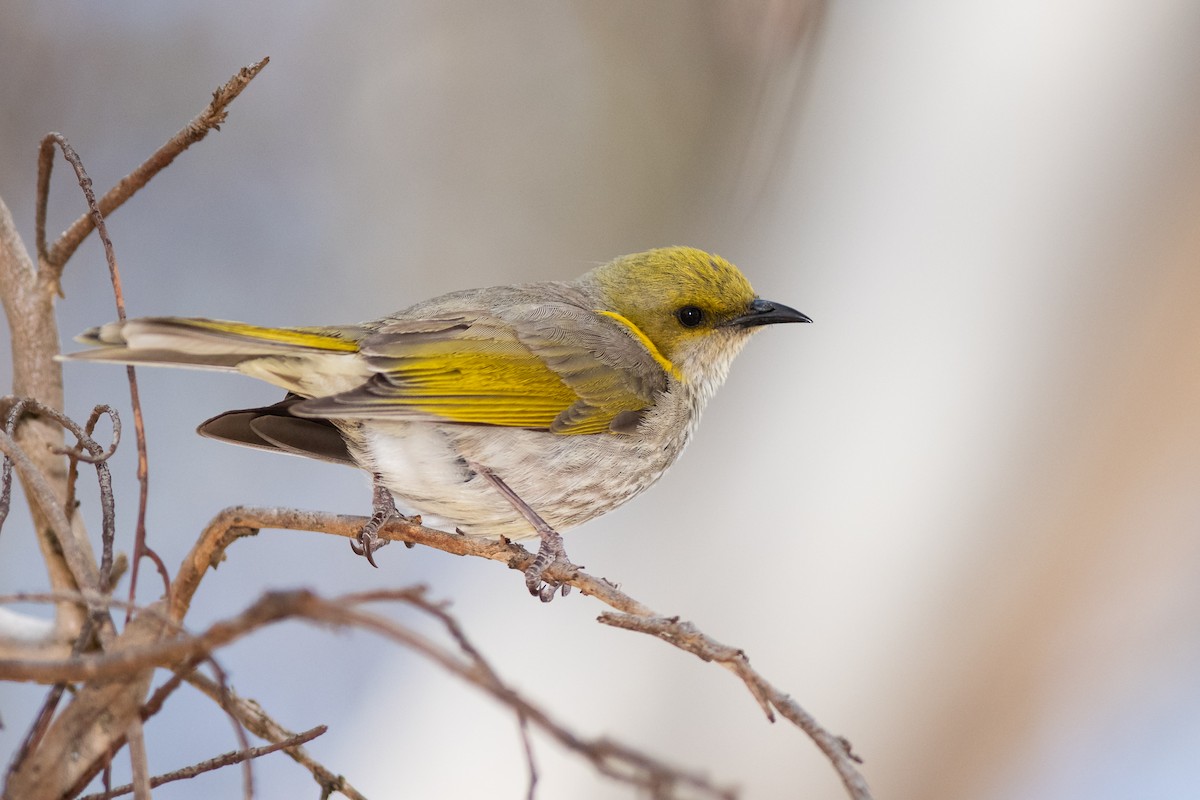 Yellow-plumed Honeyeater - ML287300811