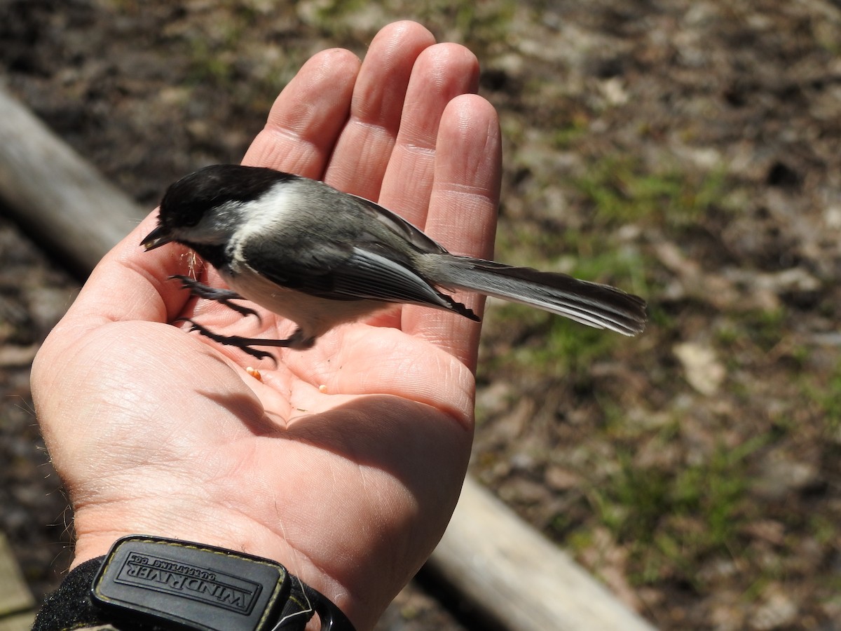 Black-capped Chickadee - ML28730091