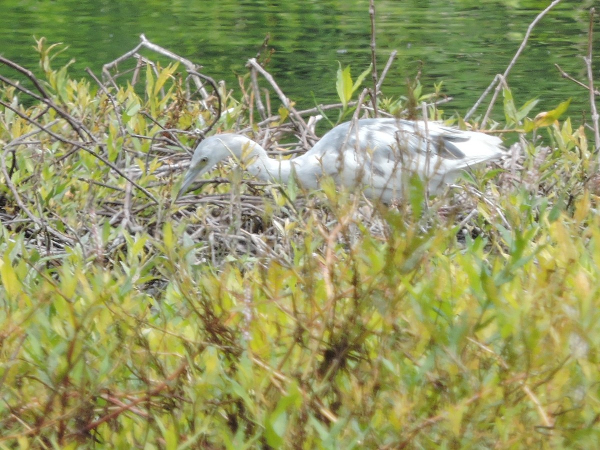 Little Blue Heron - ML28730111