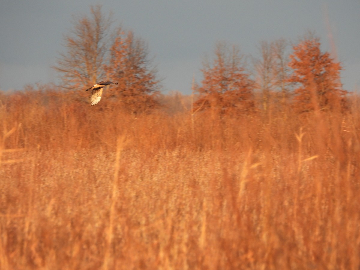 Northern Harrier - Chip K