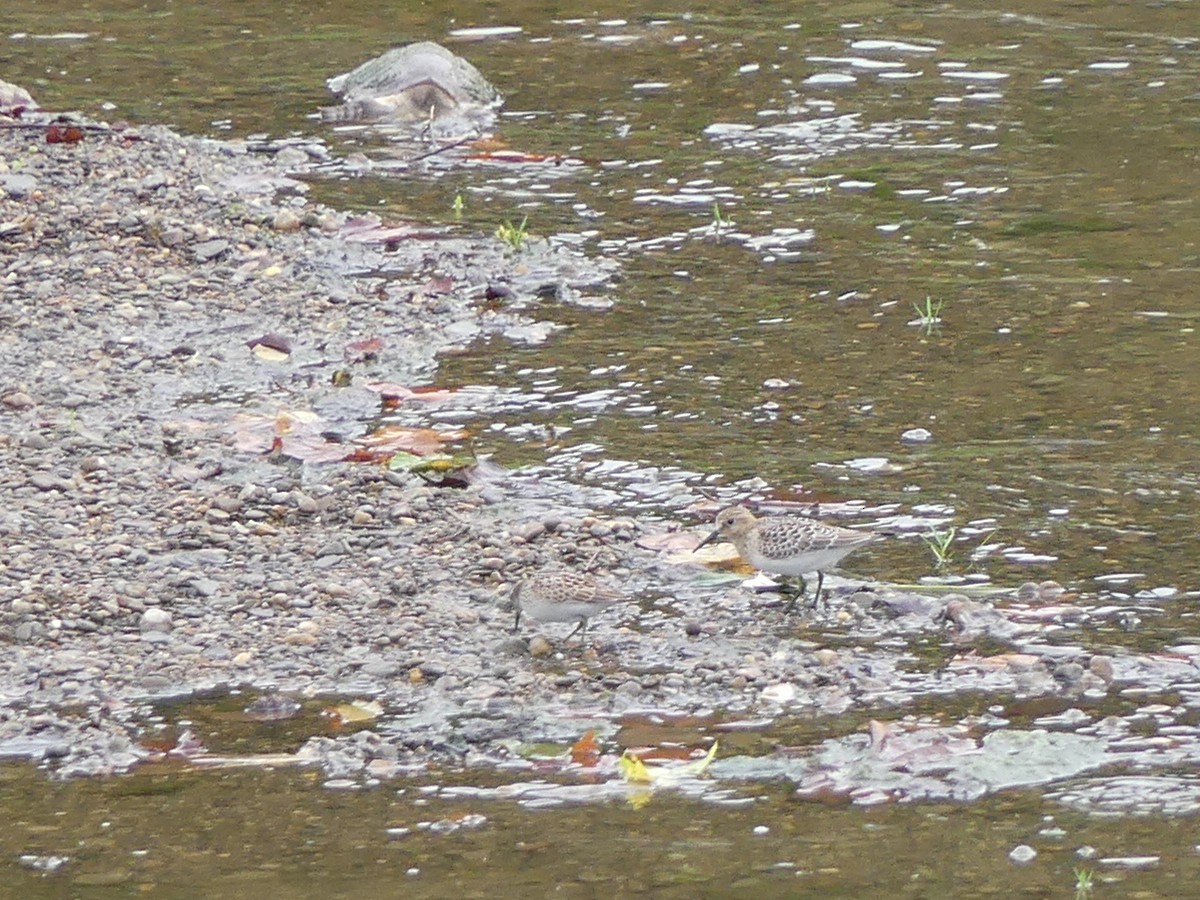 tanımsız küçük kumkuşu (Calidris sp.) - ML287302001