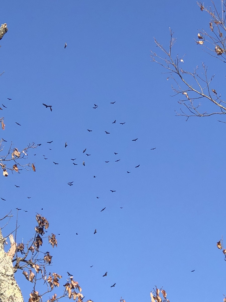 Turkey Vulture - ML287302351