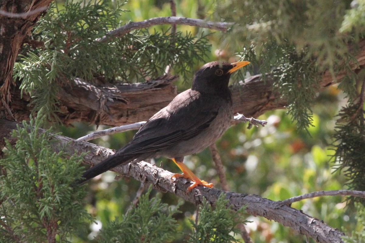 Merle de Somalie - ML287305321